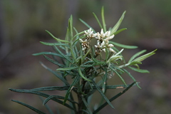 Ozothamnus conditus