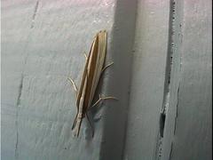 Orocrambus angustipennis