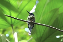 Galbula chalcothorax