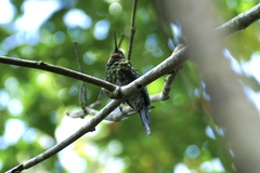 Galbula chalcothorax