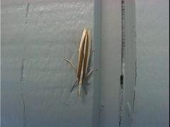 Orocrambus angustipennis