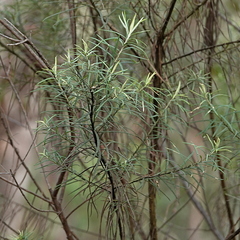 Ozothamnus conditus