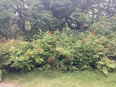 Sorbaria sorbifolia