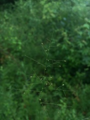 Dichanthelium dichotomum
