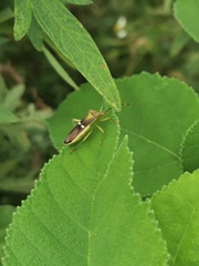 Anacanthocoris