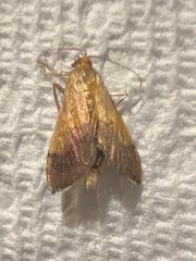 Pyrausta bicoloralis