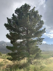 Pinus brutia eldarica
