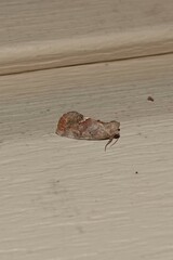 Hypsoropha hormos