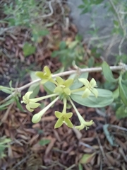 Bouvardia glabra