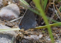 Satyrium californica