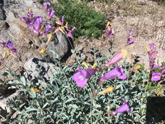 Penstemon azureus