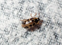 Chrysomela mainensis