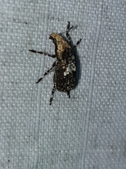 Euparius paganus