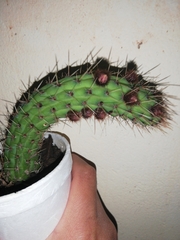 Cleistocactus samaipatanus