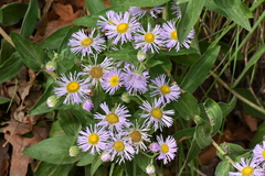 Erigeron subtrinervis