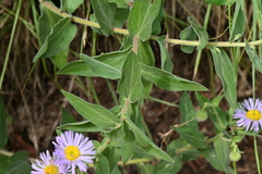 Erigeron subtrinervis