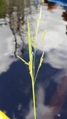 Torreyochloa pallida