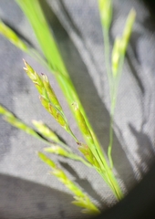 Torreyochloa pallida
