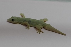 Hemidactylus leschenaultii