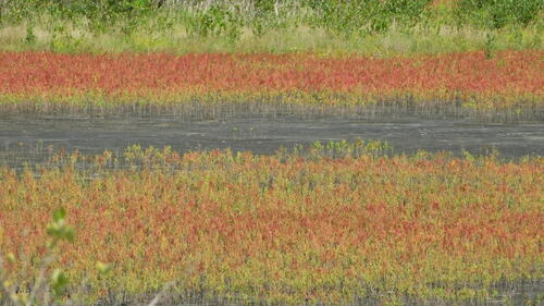 Image of Salicornia bigelovii by no rights reserved