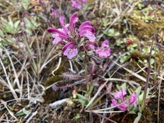 Pedicularis sudetica