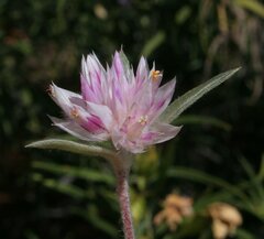 Gomphrena kanisii