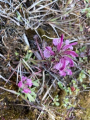 Pedicularis sudetica
