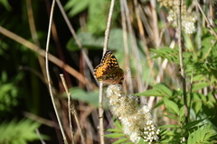 Speyeria cybele pseudocarpenteri