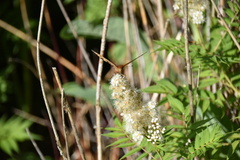 Speyeria cybele pseudocarpenteri