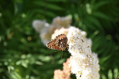 Speyeria cybele pseudocarpenteri