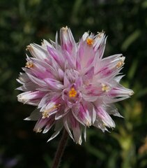 Gomphrena kanisii