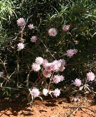 Gomphrena kanisii