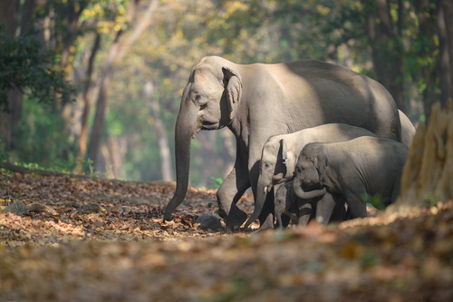 Elefante asiático (Elephas maximus)