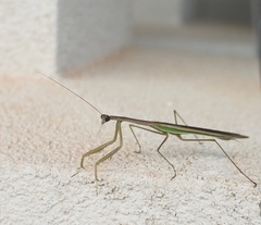 Tenodera australasiae
