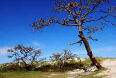 Geoffroea decorticans