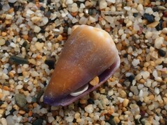 Conus sanguinolentus