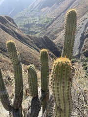 Haageocereus acranthus