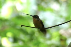 Phaethornis philippii