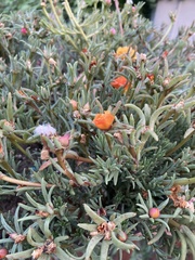 Portulaca grandiflora