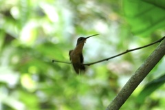 Phaethornis philippii