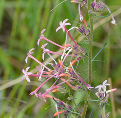 Ipomopsis aggregata collina