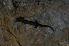 Plethodon dixi