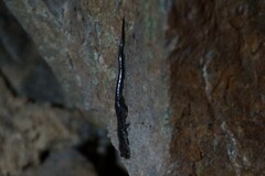 Plethodon dixi