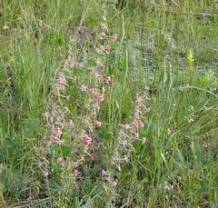 Ipomopsis aggregata collina