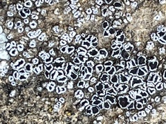 Myriolecis crenulata