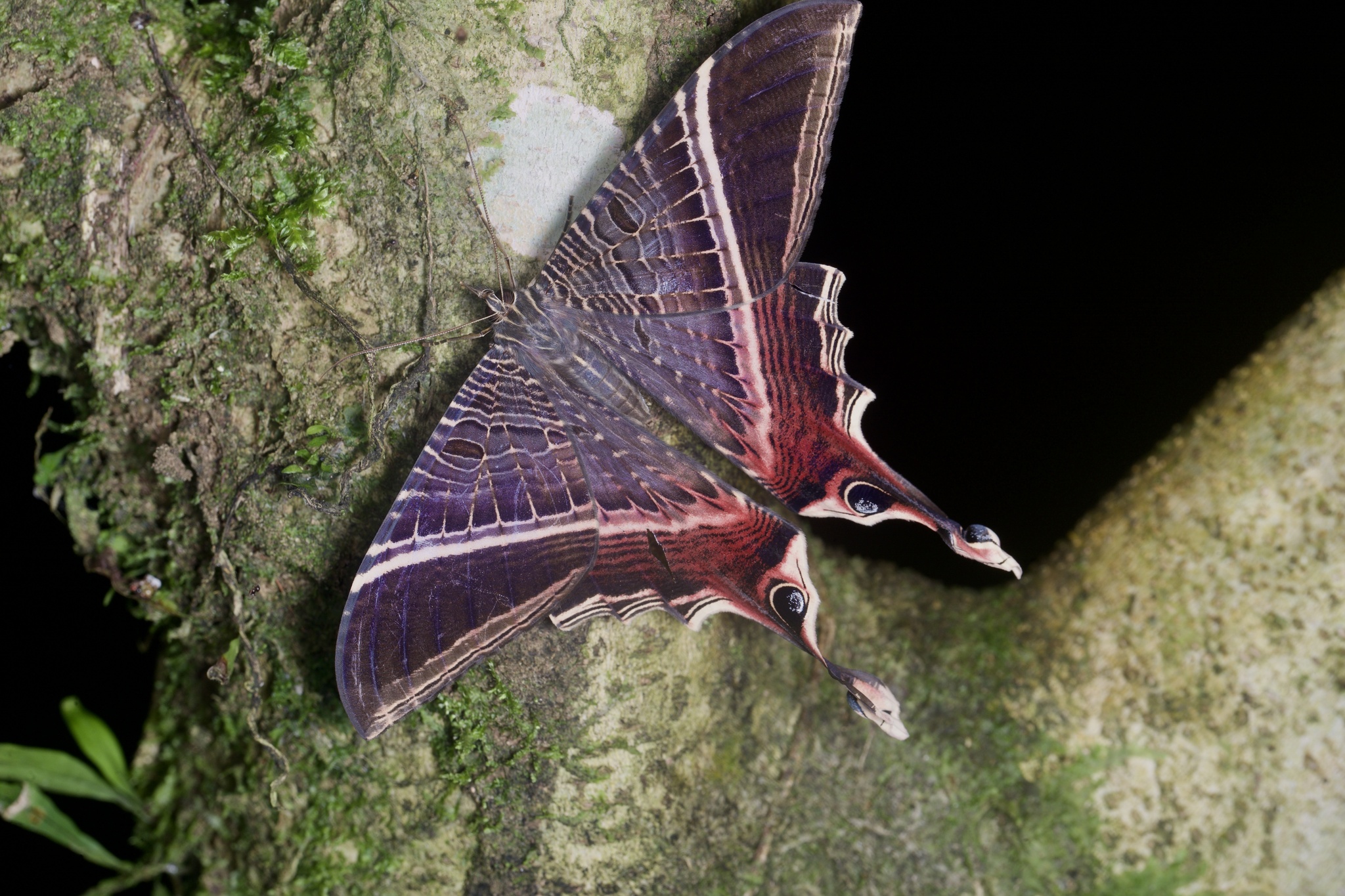 Nothus lunus Linnaeus, 1758