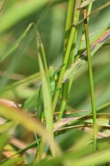 Orchelimum gladiator