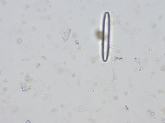 Fragilariforma nitzschioides