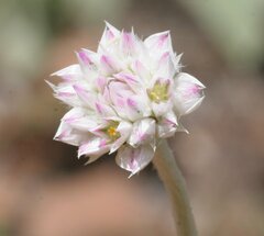 Gomphrena brachystylis