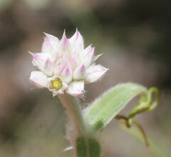 Gomphrena brachystylis